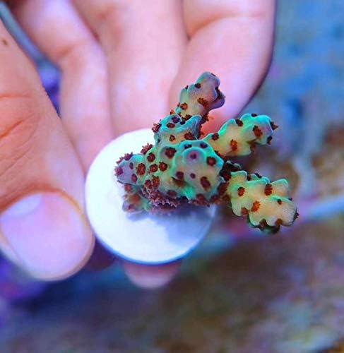 Kerámia Coralline Korall Frag Dugók 60 Csomag