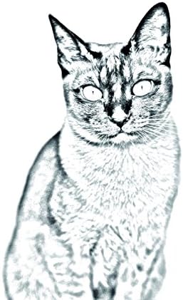 Művészeti Kutya Kft. Tonkinese Macska, Ovális alakú Sírkő a Kerámia egy Kép egy macska