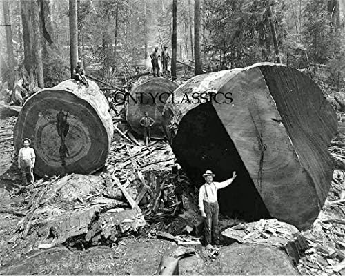 OnlyClassics 1906 Favágó Emberek Kaliforniai Redwood Sequoia NAPLÓK 8X10 Fotó Fakitermelés Americana